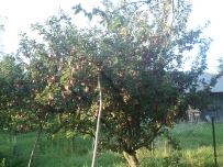 Úroda jabĺk na stromoch v našej záhrade